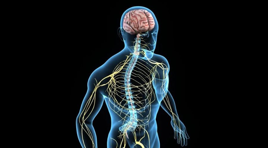 mobilizacao_neural_avaliação_e_tratamento